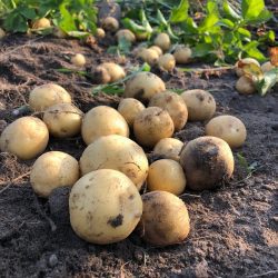 Bio-Kartoffeln (Talent mk)