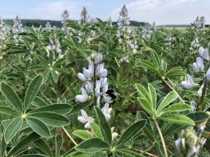 Bio Lupinenkaffee – Bild 2