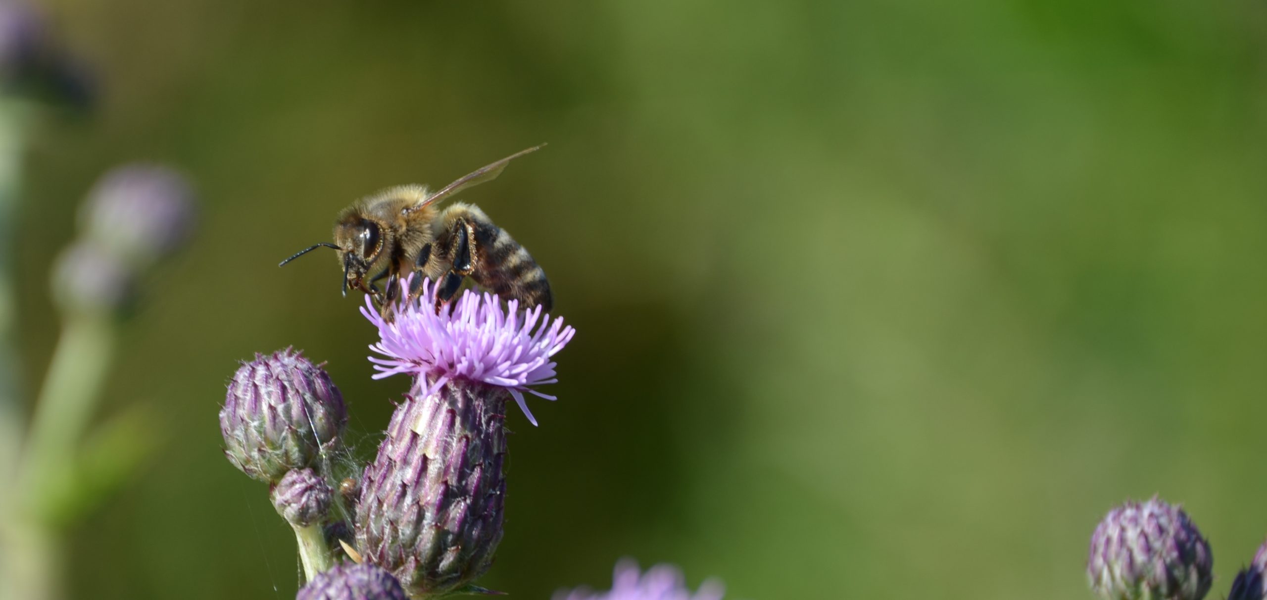 beefriends