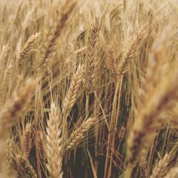 Bio-Weizen ganzes Korn 20kg