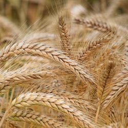 Bio-Roggen ganzes Korn 20kg