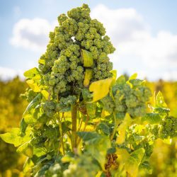 Vollkorn-Quinoa 3kg