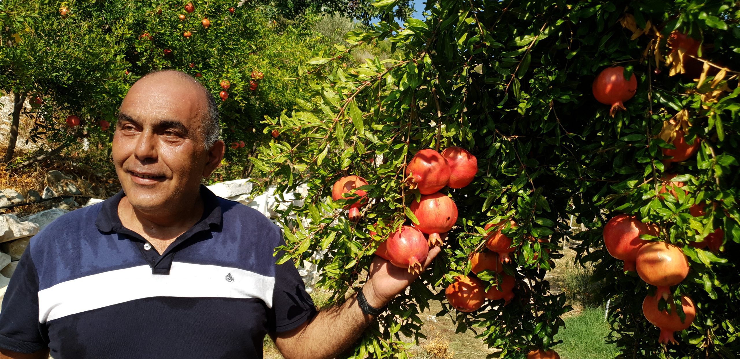 Bild lachender Bauer unter Granatapfelbaum