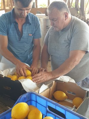 Bauern packen Zitronen ein