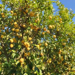 Bio-Obstkiste 6kg direkt ab Hof