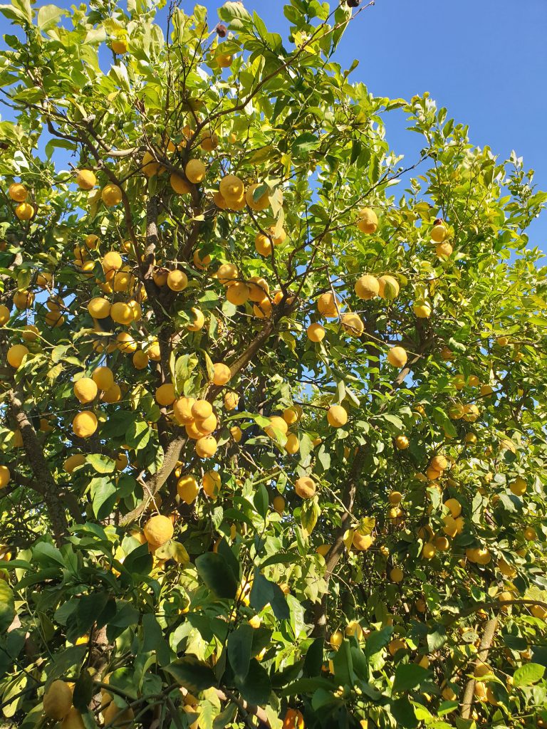 Zitronenbaum mit saftiggelben Zitronen