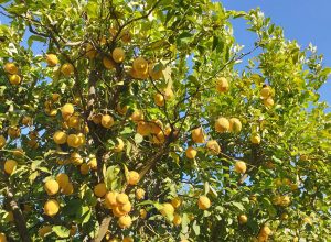 Saisonale Obstkiste direkt nach Hause: Sonnengereifte Bio Zitronen direkt vom Baum in Griechenland