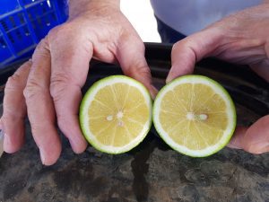 Ökologische Obstkiste für jeden Monat: Bio Limetten direkt vom Baum in Griechenland von Hand geerntet