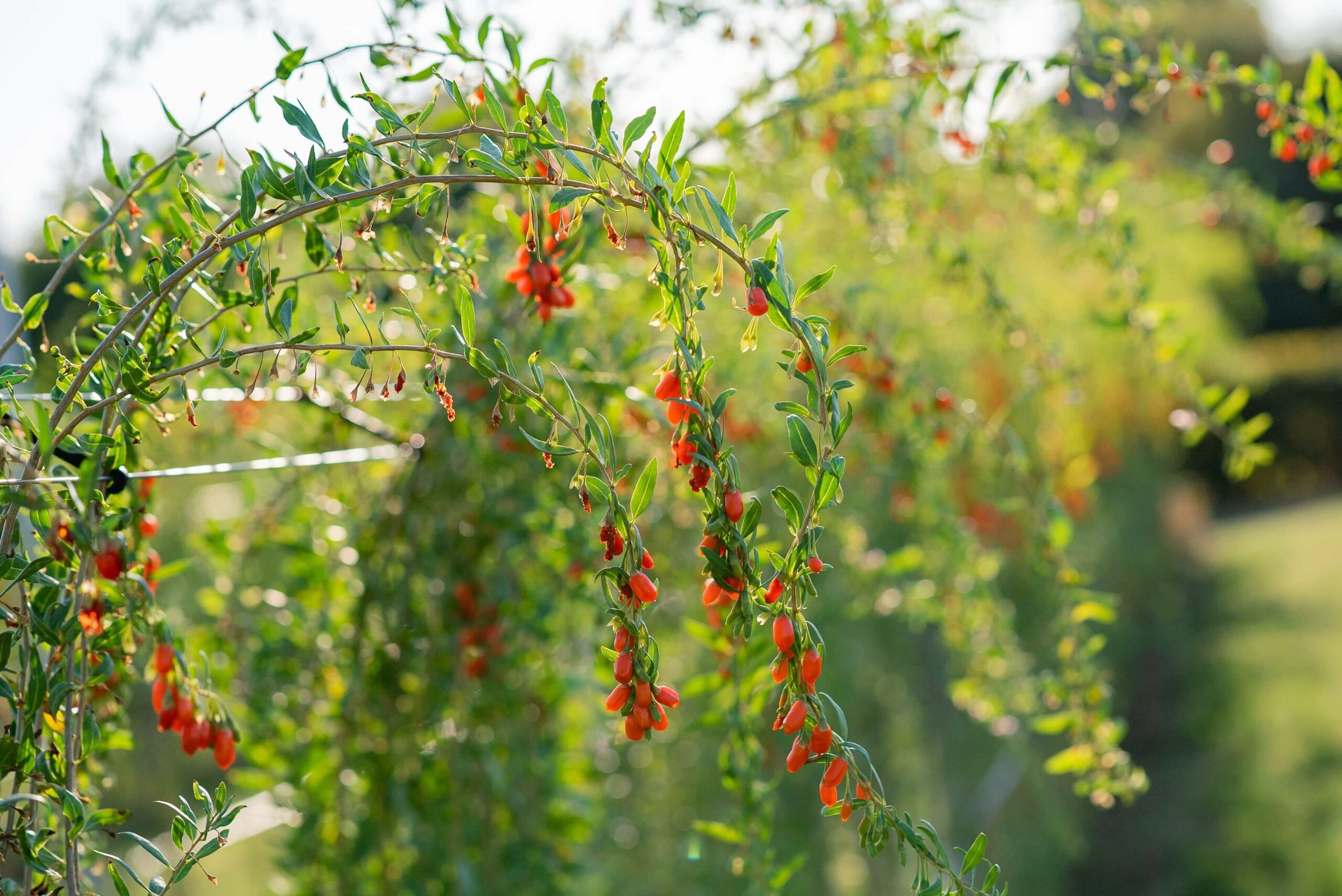 Goji Beeren Hof Hagenburg