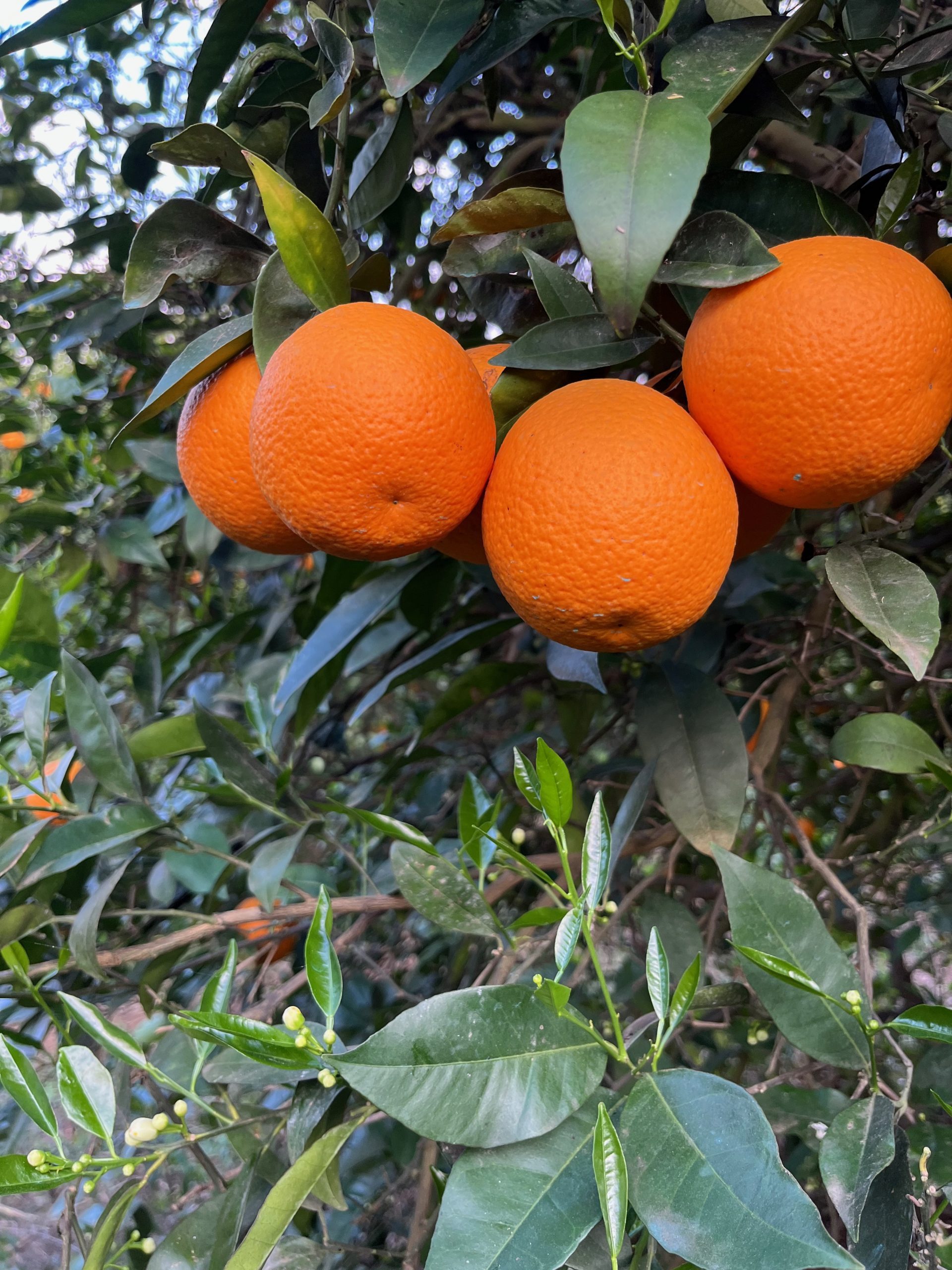 Mandarinen der Sorte Mandora angebaut nach Biozyklisch Veganer Richtlinien