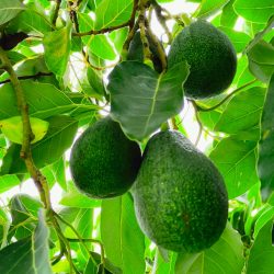 Saisonale Bio Obstlieferung: Bio Avocados direkt vom Baum