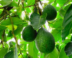 Saisonale Bio Obstlieferung: Bio Avocados direkt vom Baum