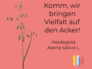 Haferstengel Sorte Heidegold grünlich mit FoodTogether Claim: Komm, wir bringen Vielfalt auf den Acker!