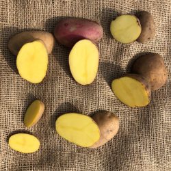 Bio-Kartoffeln (Laura vfk)