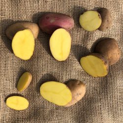Bio-Kartoffelkiste 12kg (versch. Sorten)