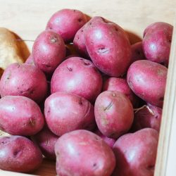 Bio-Kartoffeln (Laura vfk)