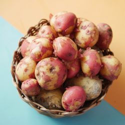 Bio-Kartoffelkiste 12,5kg direkt ab Hof