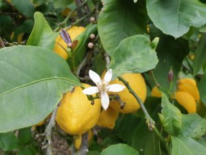 Frisch vom Bauern - Saisonale Bio Obstkiste mit sonnengereiften Zitronen direkt vom Baum
