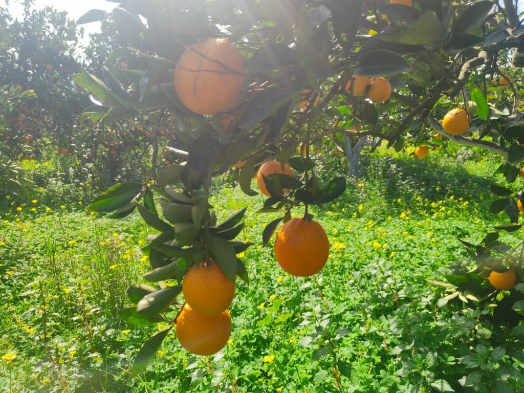 Orangen hängend an einem Orangenbaum auf dem Hof von Apostolis Manousakis in Chania auf Kreta