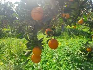Orangen hängend an einem Orangenbaum auf Kreta in Chania