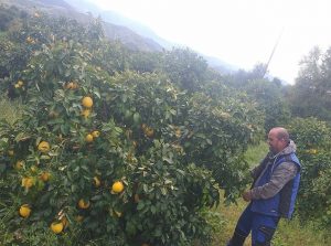 Obstkiste mit saisonalen Früchten vom Erzeuger: Arbeiter pflückt sonnengereifte Bio-Orangen in Griechenland