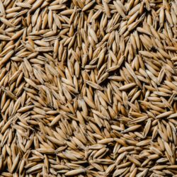 Bio Hafer ganzes Korn Heidegold