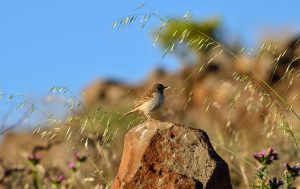 Haferflocken Großblatt Heidegold mit Vogel