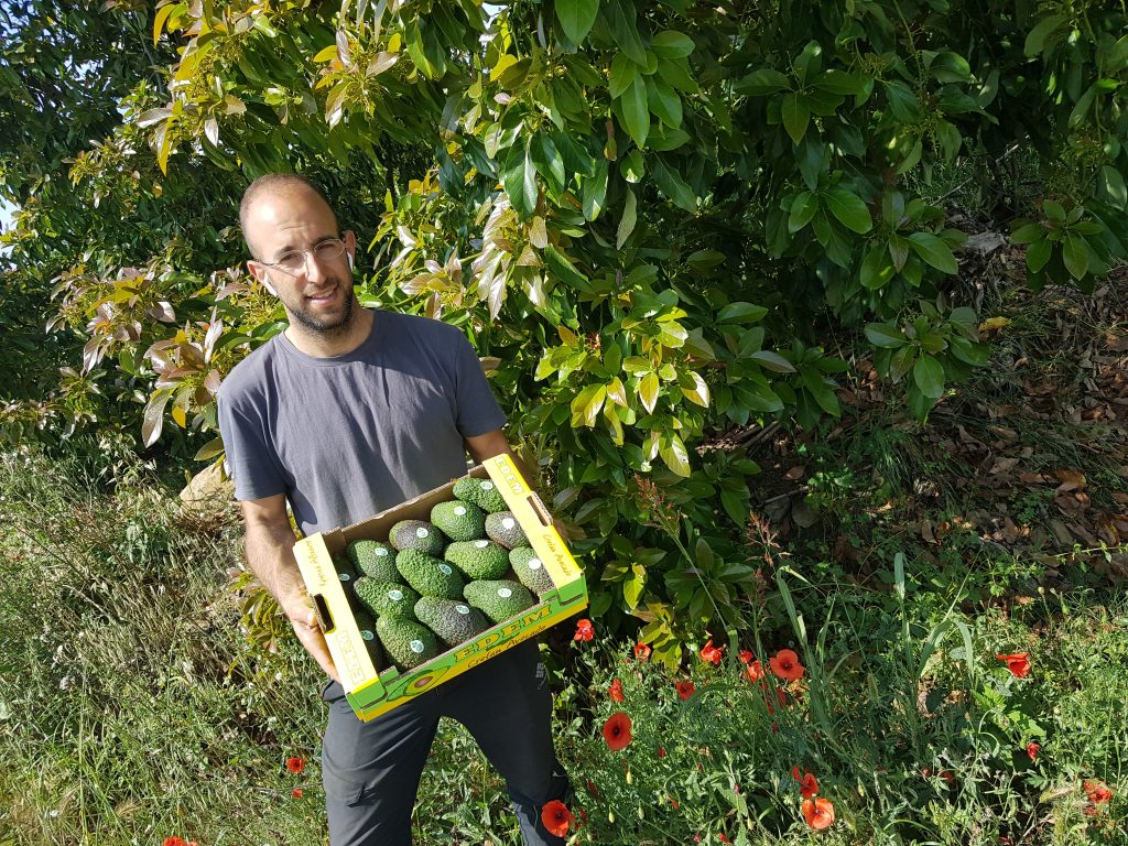 Farmer Apostolis carrying a box with freshly harvested avocados