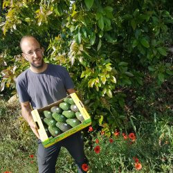 Bio-Avocadokiste direkt vom Baum