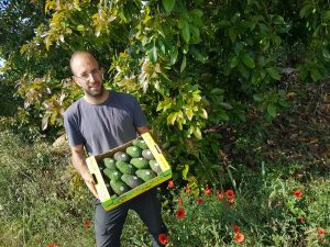 Obstkiste mit saisonalen Früchten vom Erzeuger: Apostolis Manousakis mit frisch geernteten Bio Avocados in Kreta