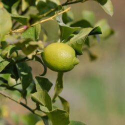 Bio-Zitronen-Kiste aus Kreta