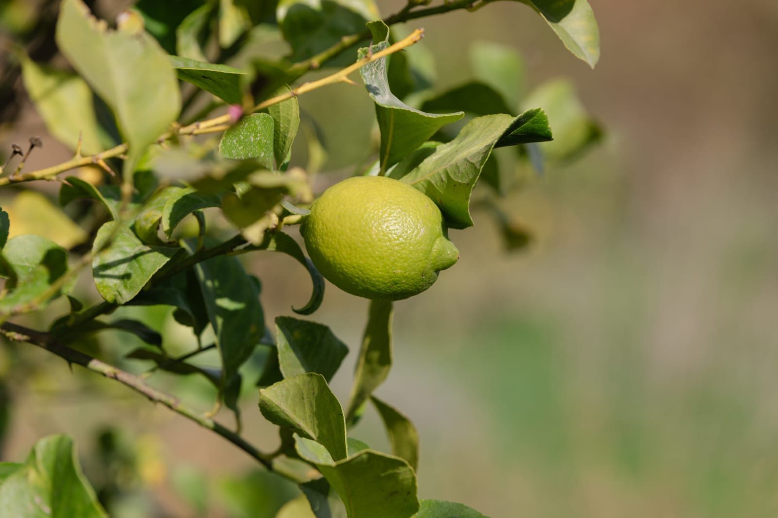 Bio Zitronen Kiste aus Kreta