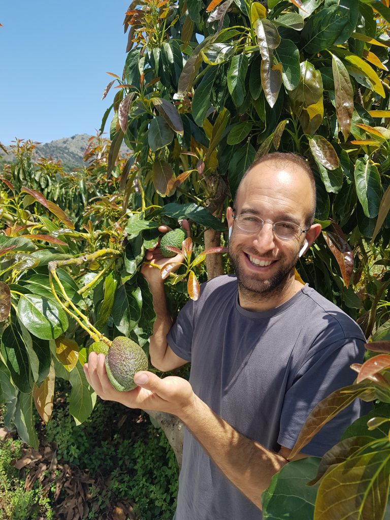 Apostolos Manousakis erntet 2 Avocados frisch vom Baum