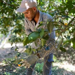 Mehre Bio-Avocados halbiert mit und ohne Kern von oben