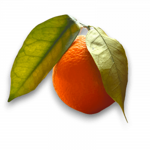 Bio Orange einzeln mit Blatt