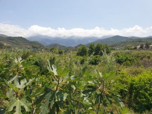 Bio Avocado Kiste – Bild 3