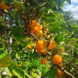 Frisch vom Bauern in der Saisonalen Obstkiste: Sonnenbeschienene leuchtende Orangen direkt vom Baum