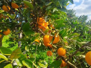 Frisch vom Bauern in der Saisonalen Obstkiste: Sonnenbeschienene leuchtende Orangen direkt vom Baum