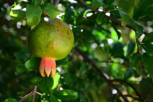 Eine unreife grüne Granatapfelfrucht am Baum mit bereits pinkrosa gefärbter Spitze