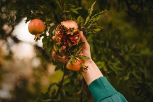 Hand pflückt einen geöffneten Granatapfel vom Baum