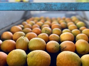 Bio Orangen auf dem Förderband bei unserem Parternhof in Kreta