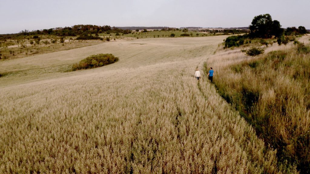 Getreidefeld in Barnim auf dem Janusz und von hinten zu sehen sind, wie sie über das Feld spazieren