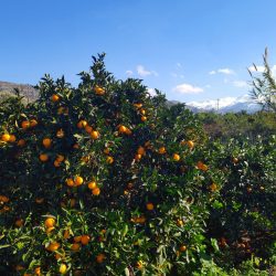 Bio Orangen in Orangenhain in Kreta