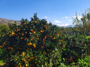 Bio Orangen in Orangenhain in Kreta