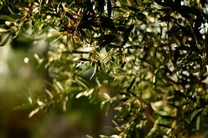 Olivenhain im Licht und Schattenspiel