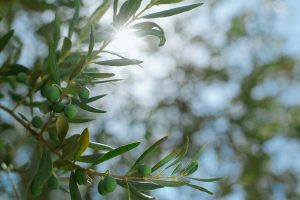 Grüne Oliven am Zweig eines Olivenbaums im Gegenlicht der Sonne
