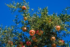 Bio Granatapfelsaft aus Kreta 750 ml