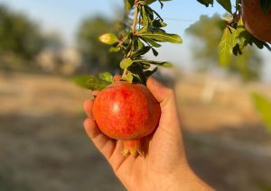 Bio Granatapfelsaft aus Kreta 750 ml Leuchtend roter Granatapfel im Sonnenlicht hängt am Baum und wird von einer Hand umfasst