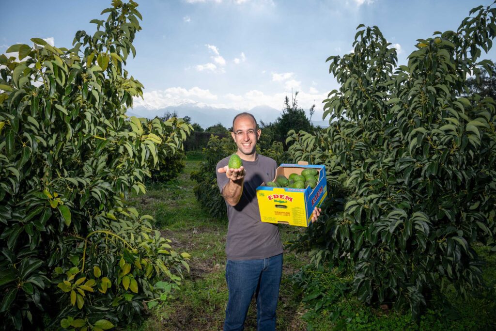Apostolis mit nachhaltigen Avocados aus Kreta auf seiner regenerativen Bio-Plantage