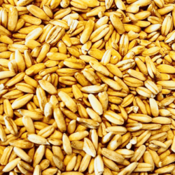 Bio Hafer ganzes Korn Heidegold aus Brandenburg
